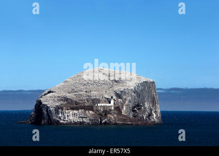 Una vista diurna dal mare dell'isola di Bass Rock vicino a North Berwick in Firth of Forth mostrante la nidificazione sule Foto Stock