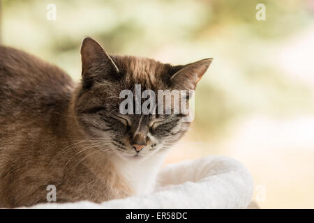 Lynx-punto gatto siamese gatto sdraiato su un cuscino da un nord-la finestra di fronte Foto Stock