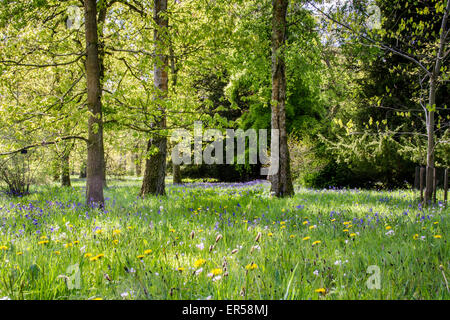 Bluebells e bosco radura a Westonbirt Arboretum Foto Stock
