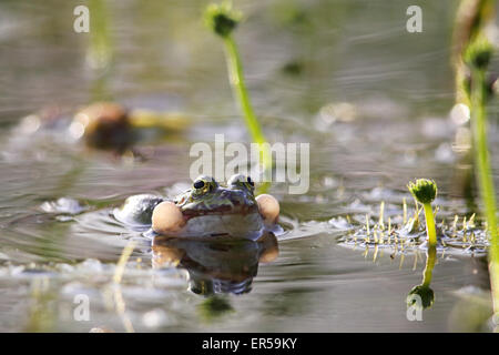 Rana verde (Pelophylax esculentus) gracchia in uno stagno a Francoforte in Germania in primavera. Foto Stock