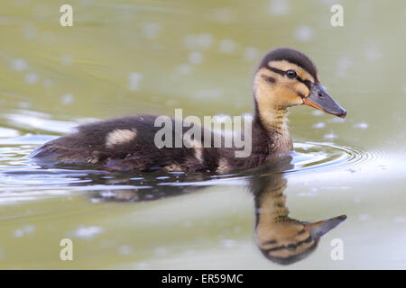 Pulcino di germano reale (Anas platyrhynchos) nuotare in un stagno di Francoforte, in Germania. Foto Stock