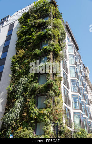 Il muro vivente giardino verticale, l'Athenaeum Hotel, Piccadilly, Mayfair, City of Westminster, Londra, Inghilterra, Regno Unito Foto Stock