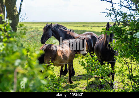 Cavalli su un paddock, Langeoog isola, mare del Nord est delle Isole Frisone, Frisia orientale, Bassa Sassonia, Germania, Europa Foto Stock