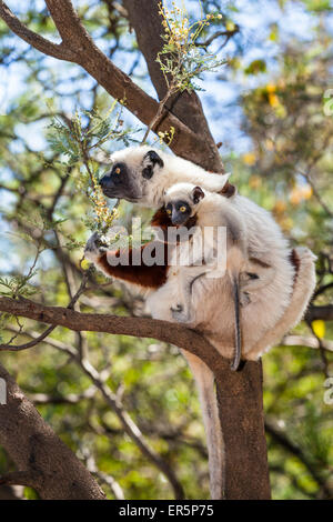 Coquerel il sifaka con il bambino in un albero, Propithecus coquereli, Ampijoroa Riserva, Madagascar, Africa Foto Stock