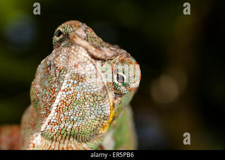 Panther Chameleon, Furcifer pardalis, ad est del Madagascar, Madagascar, Africa Foto Stock