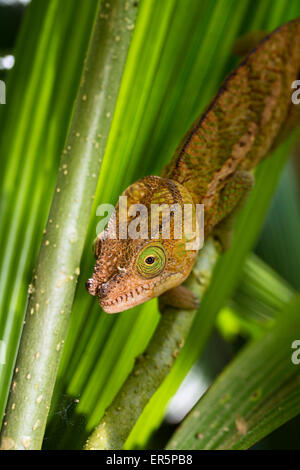 Parson's Chamaeleon, i giovani di sesso maschile, Calumma parsonii, Perinet, Madagascar, Africa Foto Stock