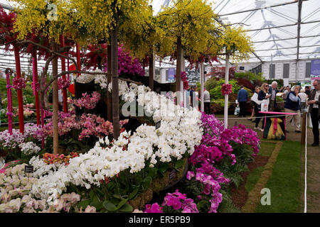 Fiori in mostra al grande Pavillon della RHS Chelsea Flower Show 2015 Foto Stock