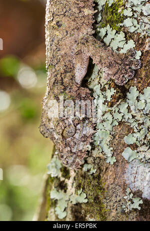 Foglia di muschio-tailed gecko camoflaged sulla corteccia di un albero, Uroplatus sikorae, Andasibe, Madagascar, Africa, captive Foto Stock