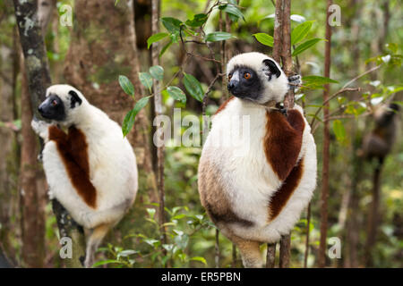 Coquerel Sifakas, Propithecus coquereli, Ampijoroa Riserva, Madagascar, Africa Foto Stock