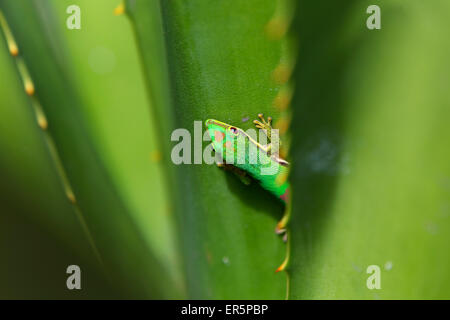 Giorno rivestito geco Phelsuma lineata bifasciata, Canal de Pangalanes, ad est del Madagascar, Madagascar, Africa Foto Stock