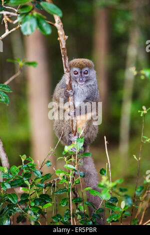 Grigio lemure di bambù, Hapalemur griseus Andasibe Mantadia National Park, Madagascar, Africa Foto Stock