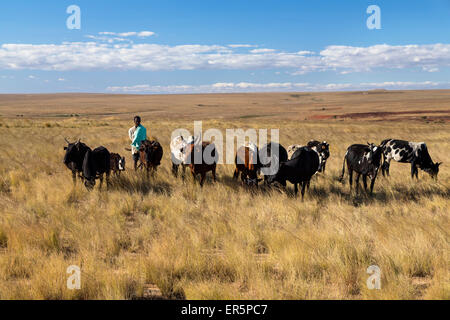 Zebù allevamento nelle highlands centrali, Bara pastore, Madagascar, Africa Foto Stock