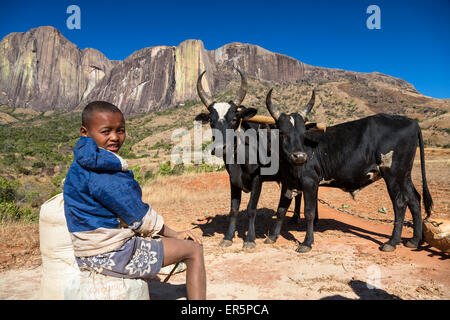 Ragazzo con zebu di fronte al massiccio Tsaranoro, highlands, a sud del Madagascar, Africa Foto Stock