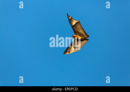 Flying Fox, Pteropus rufus, Berenty Riserva, Madagascar, Africa Foto Stock