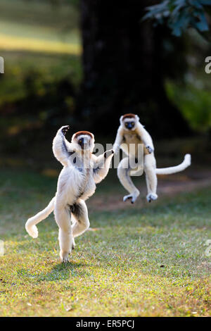 Verreaux Sifakas hopping e jumping, Propithecus verreauxi, riserva di Nahampoana, Sud del Madagascar, Africa Foto Stock