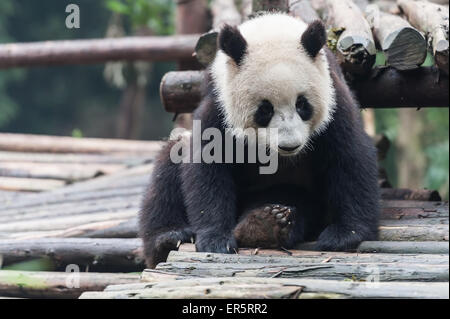 Panda nella giungla Foto Stock