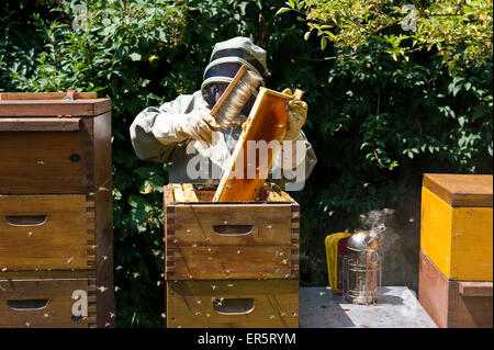 Apicoltore con il fumatore a alveari in legno di Freiburg im Breisgau, Foresta Nera, Baden-Wuerttemberg, Germania Foto Stock