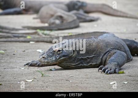 Drago di Komodo nel Parco Nazionale di Komodo, Labuhanbajo, occidentale di Flores, Nusa Tenggara, Lesser Sunda Islands, Indonesia, sud-est asiatico, Foto Stock