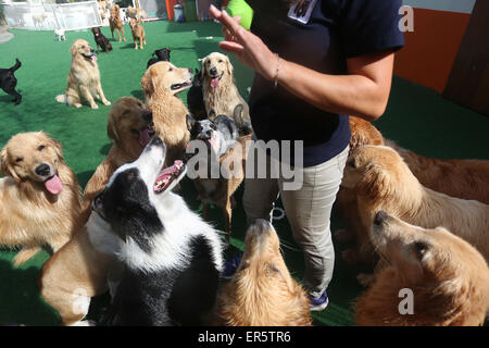 Sao Paulo, Brasile. 27 Maggio, 2015. I cani giocare con un dipendente del 'Dog resort' in Sao Paulo, Brasile, il 27 maggio 2015. Il 'Dog Resort' fornisce servizio di asilo nido per animali domestici. © Rahel Patrasso/Xinhua/Alamy Live News Foto Stock