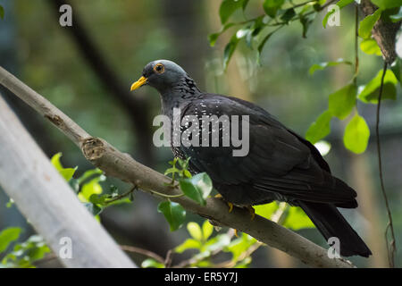 African oliva-pigeon seduto in una struttura ad albero Foto Stock