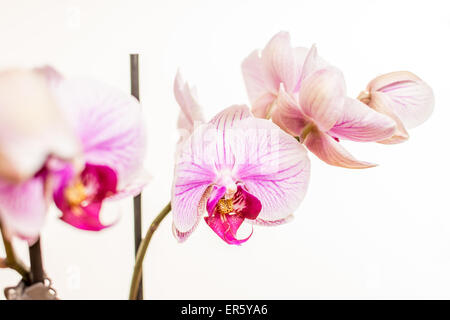 Beuty orchidea viola su sfondo bianco fotografia Foto Stock