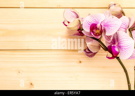 Beuty orchidea viola sul legno fotografia di sfondo Foto Stock