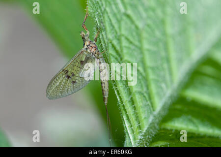 Una Mayfly (un grande Drake) riposo sotto una foglia preso con il flash Foto Stock