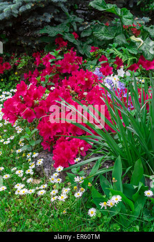 Un bellissimo angolo di un giardino fiorito, in primavera. Foto Stock