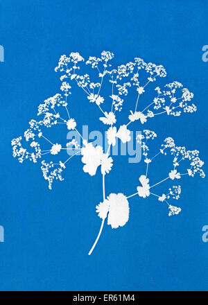 Cyanotype blue stampa signora mantello Alchemilla mollis dà bianco immagine negativa su sfondo blu inventato da Sir John Herschel Foto Stock