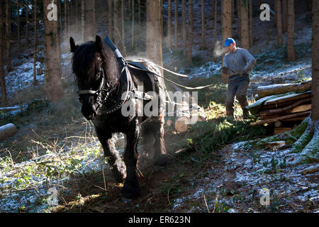 Lavoratore di foresta e cavallo di registrazione facendo lavori boschivi, Volders, Tirolo, Austria Foto Stock