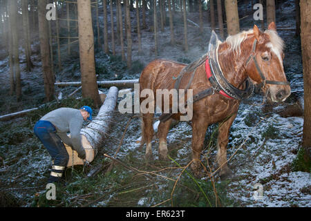 Lavoratore di foresta e cavallo di registrazione facendo lavori boschivi, Volders, Tirolo, Austria Foto Stock