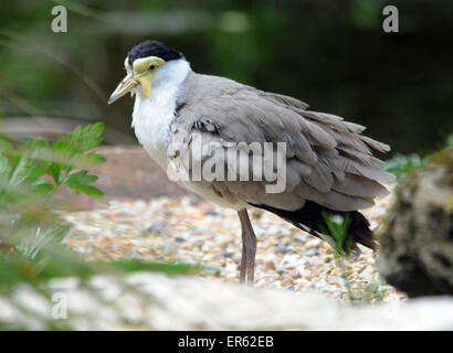 Una mascherata pavoncella, Vanellus miles, nativo di Australia e Nuova Zelanda. Pic Mike Walker, Mike Walker foto Foto Stock