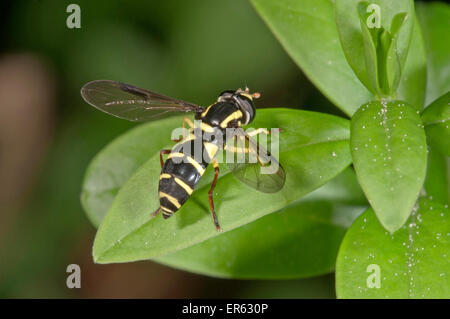 Xanthogramma pedissequum hoverfly, Baden-Württemberg, Germania Foto Stock