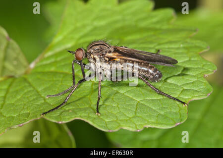 La danza volare (Empis tessellata), Baden-Württemberg, Germania Foto Stock