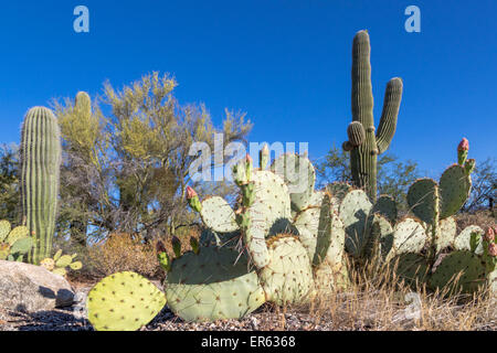 Paesaggio di cactus con cactus Saguaro (Carnegiea gigantea) e Engelmann il ficodindia Cactus (Opuntia engelmannii)