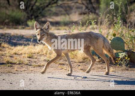 Coyote (Canis latrans) su strada sterrata, Arizona, Stati Uniti d'America Foto Stock