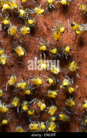 Giardino Baby ragni (Araneus diadematus) su rosso-marrone di palo da recinzione. Foto Stock