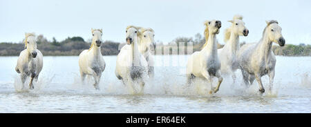 Allevamento di bianco cavalli Camargue eseguito su acqua di mare. La Francia. Foto Stock