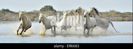 Allevamento di bianco cavalli Camargue eseguito su acqua di mare. La Francia. Foto Stock