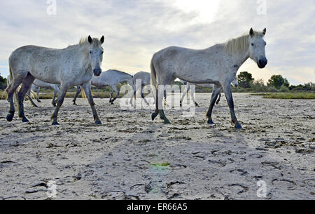 Ritratto del bianco Cavalli Camargue in Parc Regional de Camargue - Provenza, Francia Foto Stock