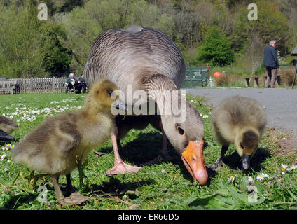 Maggio 2015. Grigio Oca Lag goslings a Arundel, West Sussex. Foto Stock