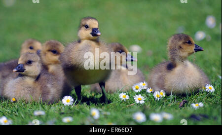 Maggio 2015. Grigio Oca Lag goslings a Arundel, West Sussex. Foto Stock