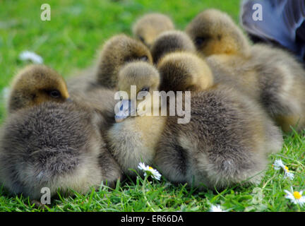 Maggio 2015. Grigio Oca Lag goslings a Arundel, West Sussex. Foto Stock