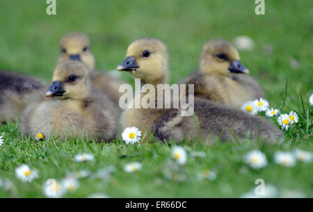 Maggio 2015. Grigio Oca Lag goslings a Arundel, West Sussex. Foto Stock