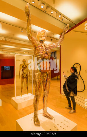 Inghilterra, Londra, la Wellcome Collection, educativo scultura di donna trasparente Foto Stock