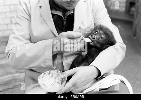 Il tempo di alimentazione per Salome, Baby Gorilla di età compresa tra 8 settimane e alimentato dal detentore, Ron Smith presso i visitatori guardano ardentemente, presso lo Zoo di Londra, il 20 settembre 1976. Foto Stock