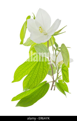 Bauhinia acuminata (nome scientifico) o 'Snowy Orchid Tree' Fiore, isolato su sfondo bianco e il tracciato di ritaglio Foto Stock