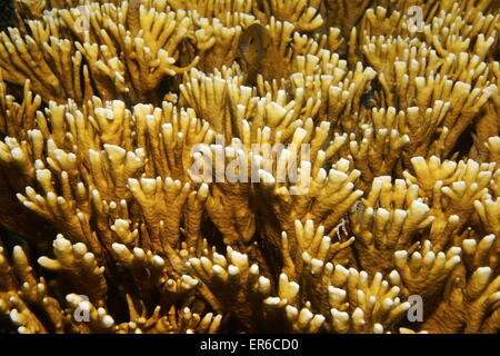 La vita subacquea, chiudere l immagine del fuoco di ramificazione di corallo, Millepora alcicornis, Mar dei Caraibi Foto Stock