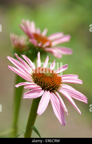 Echinacea purpurea, Rudbeckia, purple coneflower, Foto Stock