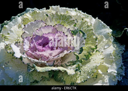 Inverno ornamentali cavolo, Brasica oleracea, fino a colori rosa, cavolo selvatico Foto Stock